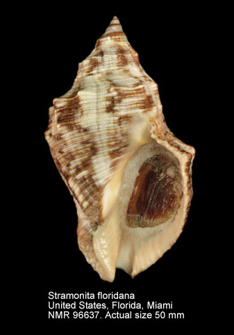 Stramonita floridana (4).jpg - Stramonita floridana (Conrad,1837)